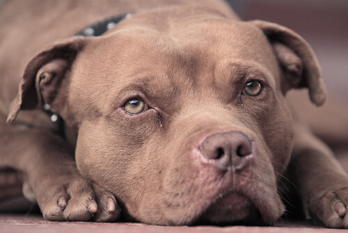 jude, un pitbull