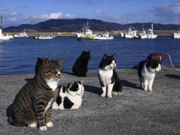 En la isla de los gatos pidieron donaciones de comida y recibieron más de lo que podían guardar