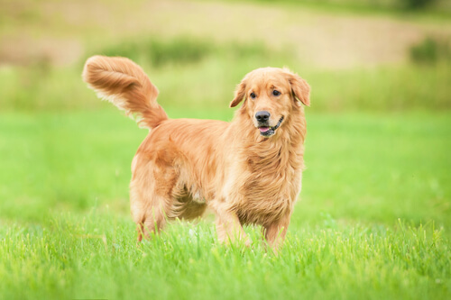 La nobleza de los perros