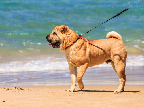 Hoy te enseñamos a elegir un buen paseador para tu perro