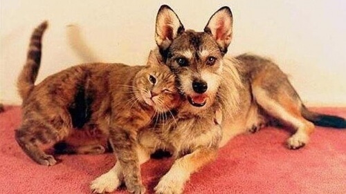 Una historia increíble Ginny, la perra que dedicó la vida a salvar gatos