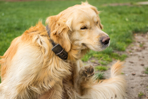 ¿Qué hago si mi perro tiene ronchas?