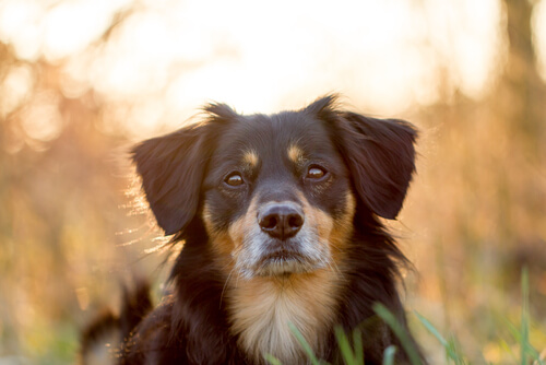 Perro en el campo