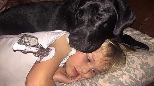 Un perro salva a un niño con diabetes mientras dormía