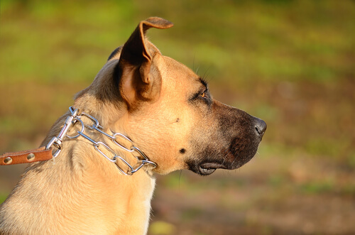 ¡No al maltrato! Los dueños de los perros encadenados se castigan por ley