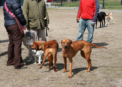 Dogs in the park.