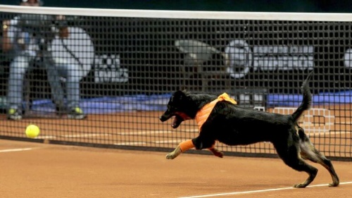 perros que trabajan en un torneo de tenis 2