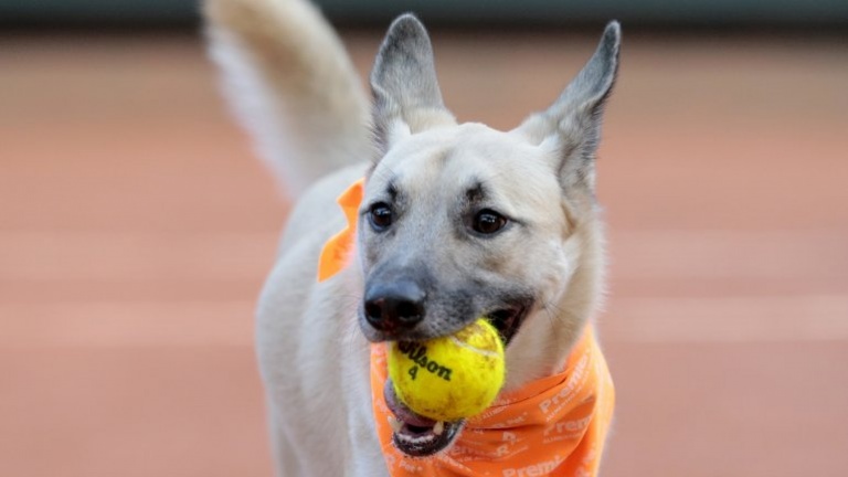 Los perros que trabajan en un torneo de tenis 