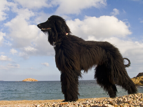 Este verano habrá una playa para perros en Barcelona