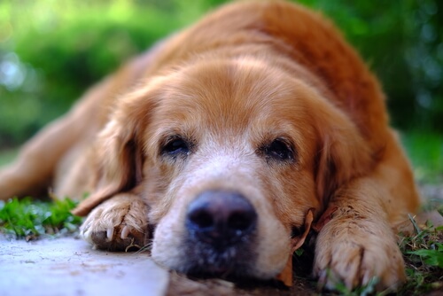 Remedios naturales para calmar a tu perro