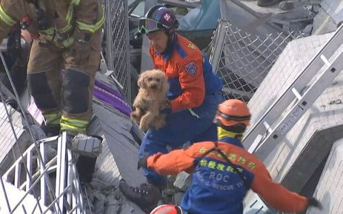 Rescatan a un perro de los escombros de un alto edificio