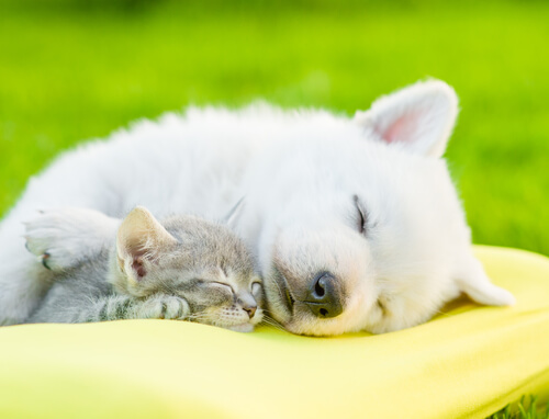 10 curiosidades sobre el sueño de los animales