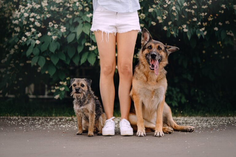 Calcular el tamaño que crece un perro