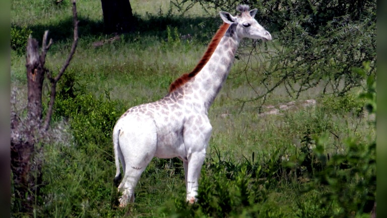 Omo, la primera jirafa blanca que no es albina