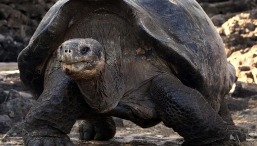 ¡Una excelente noticia! Por primera vez en 100 años nacen tortugas en Galápagos