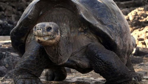 Tortuga en Galápagos