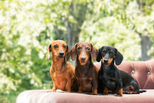 Üç dachshund cinsi köpek yan yana oturuyor