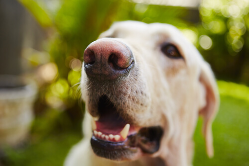 tumores en la boca del perro