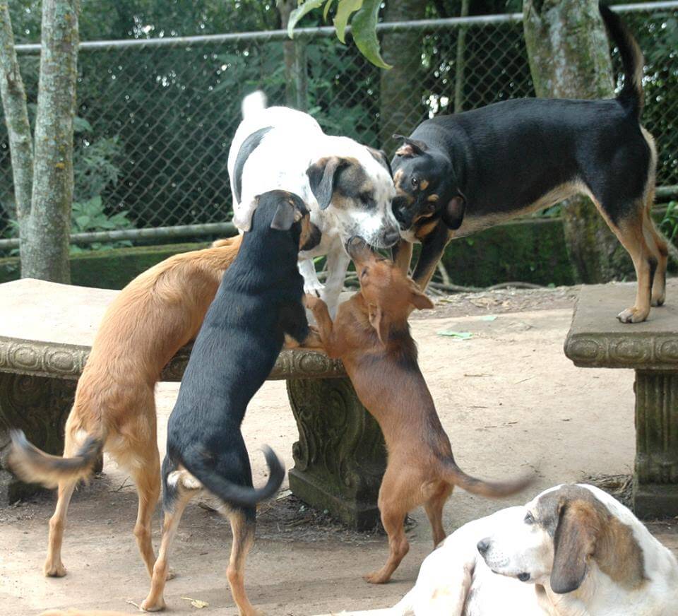 una mujer que cuida de 200 perros 2