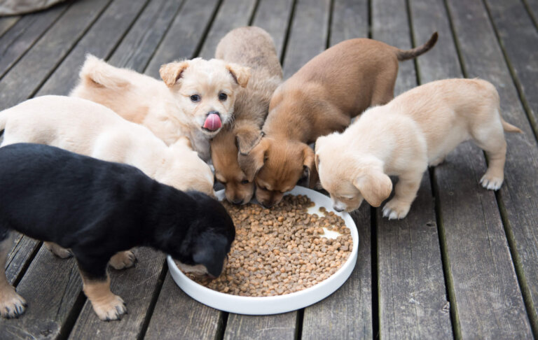Cómo saber el tamaño máximo que alcanzará mi perro