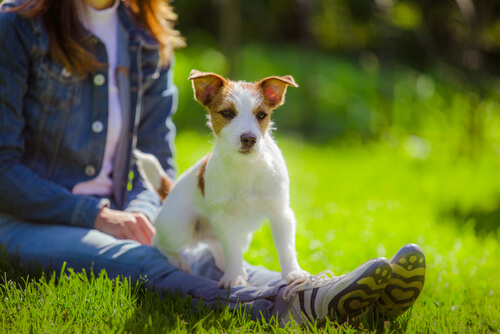 vinculo entre perros y humanos