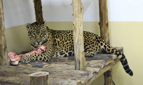 Una increíble historia de amor que podría salvar el yaguareté de la extinción Una increíble historia de amor que podría salvar el yaguareté de la extinción