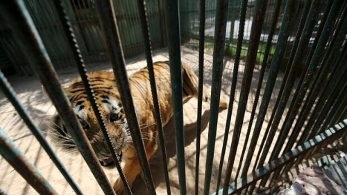 Un zoo de Gaza vende sus animales por no poder alimentarlos