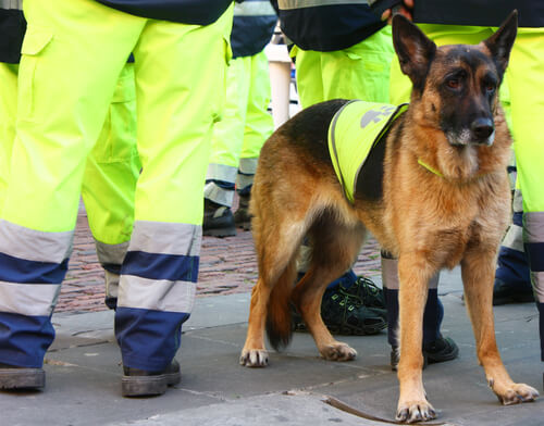 Muere Atila, uno de los mejores perros salvavidas en España