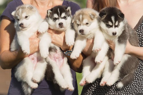 ¿Cuántos cachorros puede tener mi perrita?