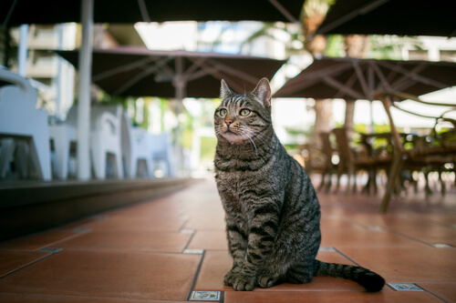 'Cat-café': una cafetería donde poder rodearse de gatos