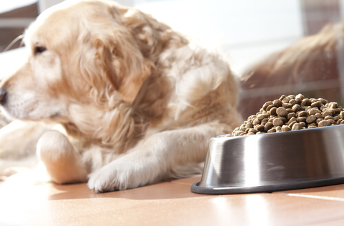 comer perro