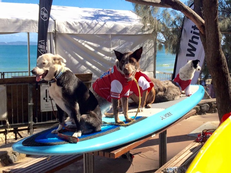 Festival de surf de Noosa en Australia, una competencia para perros y sus dueños