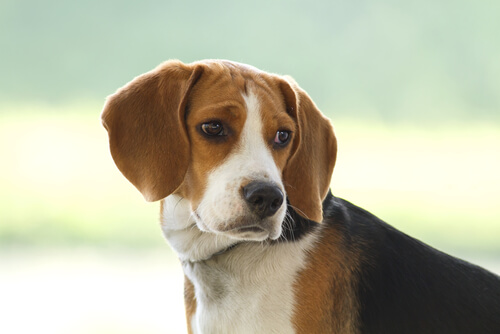 derechos de animales