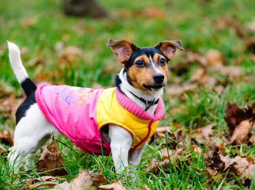 Un desfile de ropa canina beneficiará a los perros en situaciones de abandono