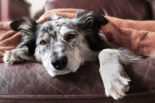 A tired dog.