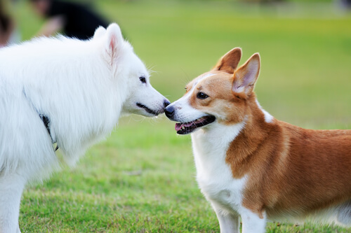 Cómo conseguir que dos perros se hagan amigos