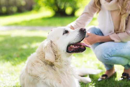 Woman petting a White Golden Retriever in the grass: dog massages.