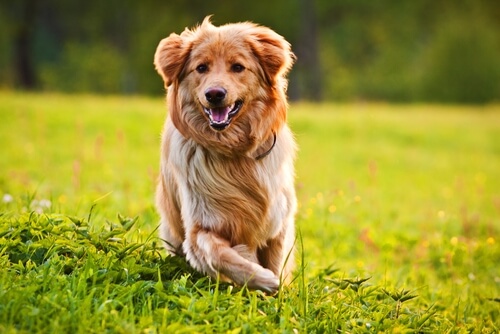 10 tips para que el pelaje de tu perro sea hermoso