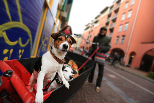 dos-perros-en-Holanda