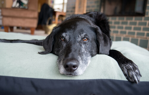 ¿Cómo detectar el envejecimiento cerebral canino?
