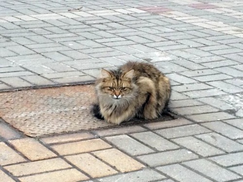 Un gato abandonado espera a su dueño más de un año