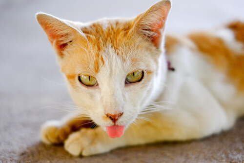 gatos sacan la lengua