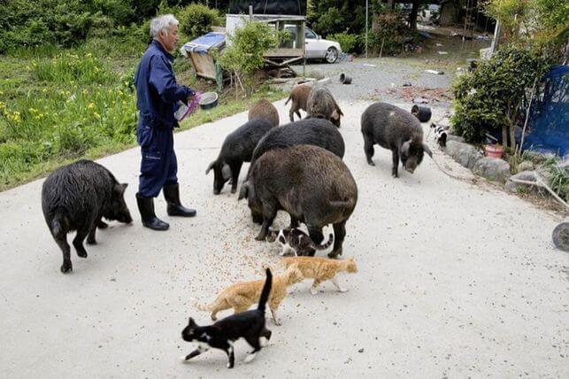 El guardián de los animales de Fukushima
