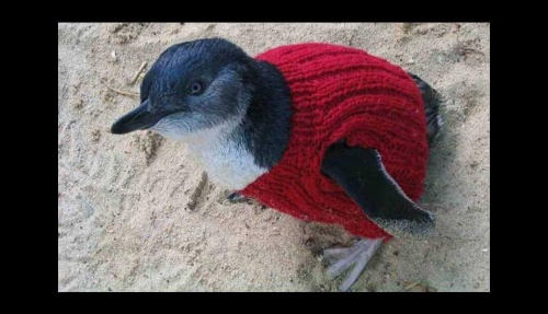 Pinguino vestido