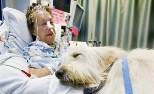 Hospital en Canadá permite el ingreso de mascotas