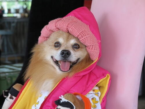 Humanizar a un perro vistiéndolo