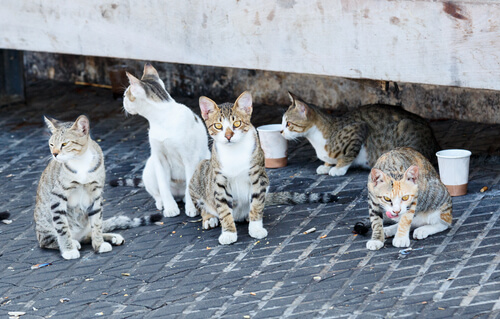 instituto de atencion animal, gatos abandonados