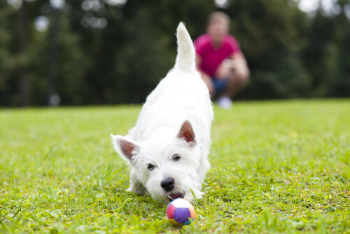 A dog playing with a ball.