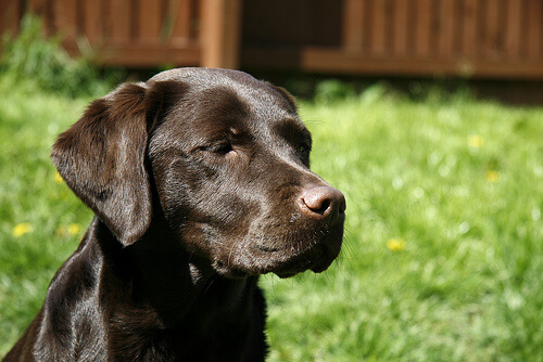 Brown labrador in a backyard
