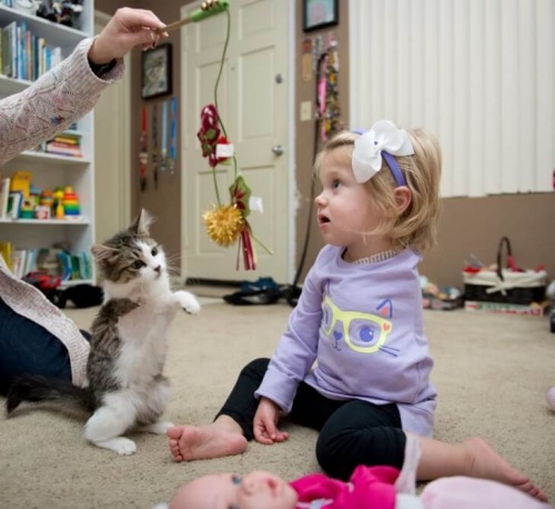 Los mejores amigos: un gatito de tres patas es adoptado por una niña con un brazo amputado